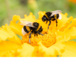 The bee gang