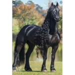 Amazing horse riding tales