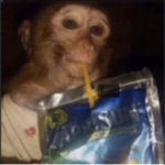 gangsta monkey