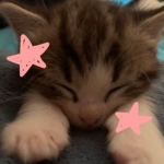 Kitty infection