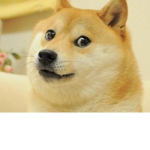 Sniping Doges