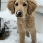 Dog lovers should join