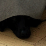 shady doggo