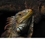 Iguana Guerrera