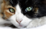 The Calico’s Cats