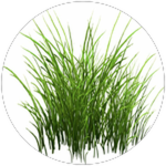 Touch some grass