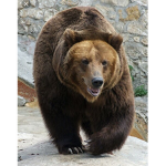 The strong bears