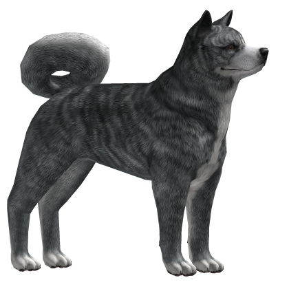 💙 Brindle Akita Inu thumbnail