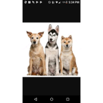 Dog groups for ppl and dogs