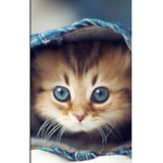 I gattini matti matti