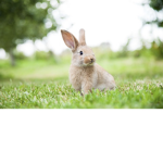 Running rabbits
