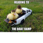 TRUCK DUCKS