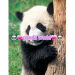 Panda fans world