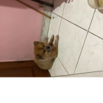 Giselaaa pinky gamingg
