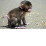Monkey group lil