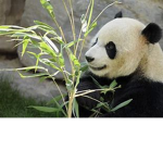 The Pandaz Group