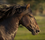 Horses are family
