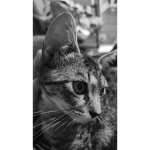 Raja the kitten