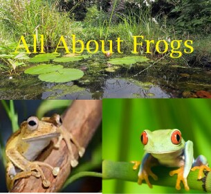 All About Frogs!