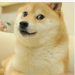 Doge fan group!!! Plz come