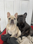 Marley and Tilly games