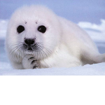 Sea Lion Protection Team
