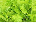 Salad_Squad