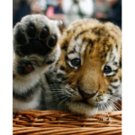 Tiny Tigers!