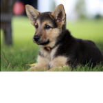 Puppy people!!!!!!!!