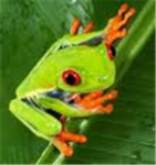 frog lovers