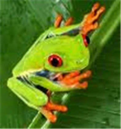 frog lovers Roblox group icon
