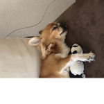 die HundeFans