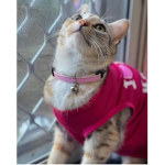 Lizzy_SweetHeart group