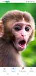 Cool Monkey games