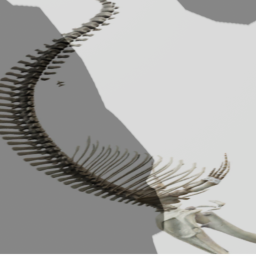 skeleton