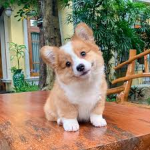 CORGIS FOREVER!!!