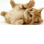 cats are nice!
