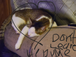 Only cat kids