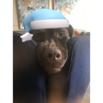 Sleepy Dog :)