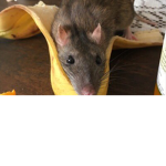 Monkey bananas rat gang