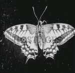 høstageş