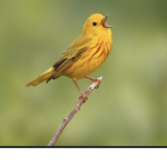 Bird navy