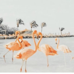 alohaxhattie's group