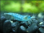Crustacean Nation/Shrimp Nation