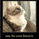 Nikers fans