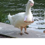 Goose Gambit