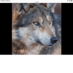 Dingo/Wolf Group