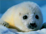 Save the animals Ecosystem!!!