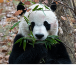 CalldutyPandas