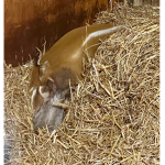 Red river hog